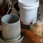Best Chicken Waterer in 2021 (Reviews and Comparison)