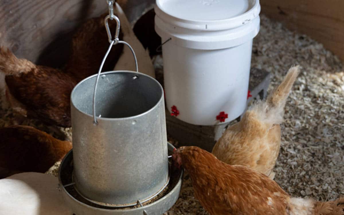 Best Chicken Waterer in 2023 (Reviews and Comparison)