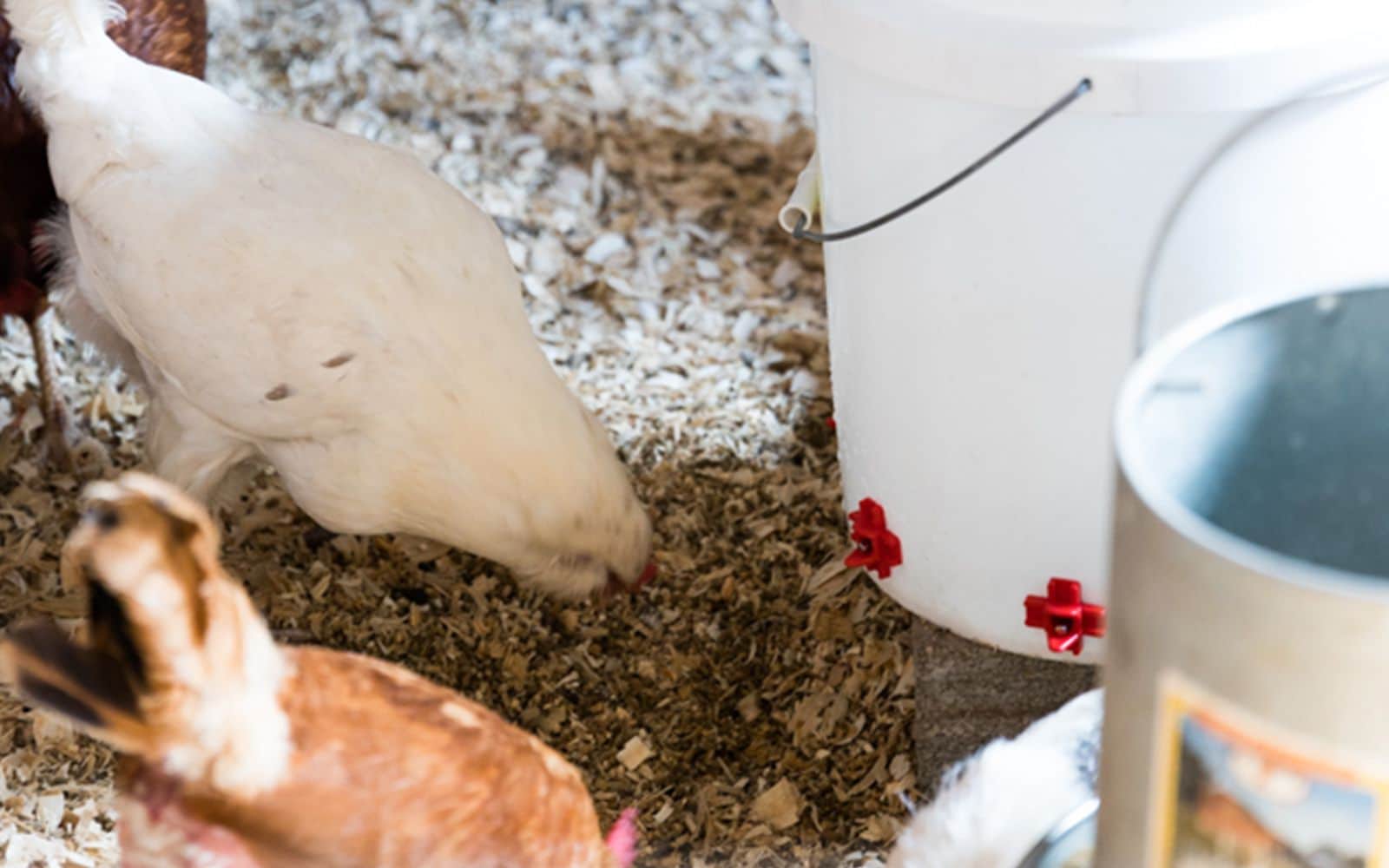 How to Create a DIY Chicken Waterer