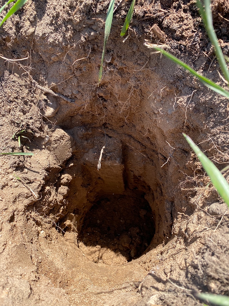 Hoe maak je een DIY Tuin Hek betaalbaar dat zal houden herten uit uw tuin te bouwen.