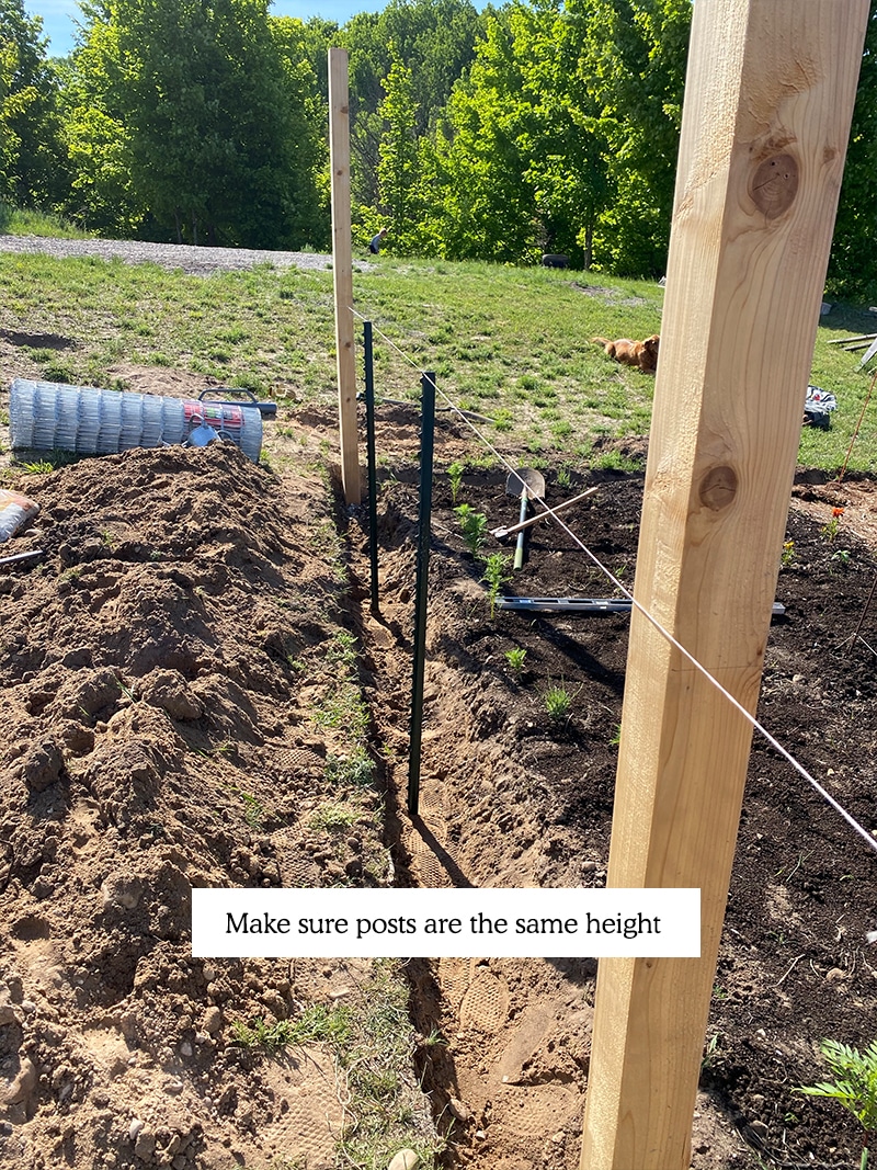 hvordan man opbygger en DIY haven hegn billigt, der vil holde hjorte ud af din have.