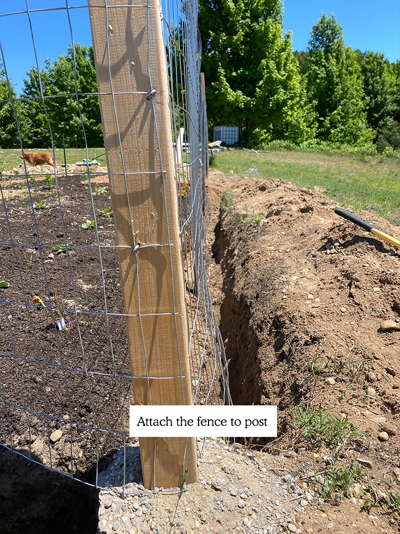  Wie man einen DIY Gartenzaun kostengünstig baut, der Hirsche aus Ihrem Garten fernhält.