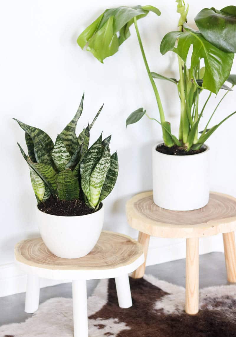 Best DIY Plant Stand Ideas in 2021 - Fresh Exchange