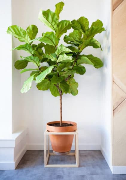 Best DIY Plant Stand Ideas in 2021 - Fresh Exchange