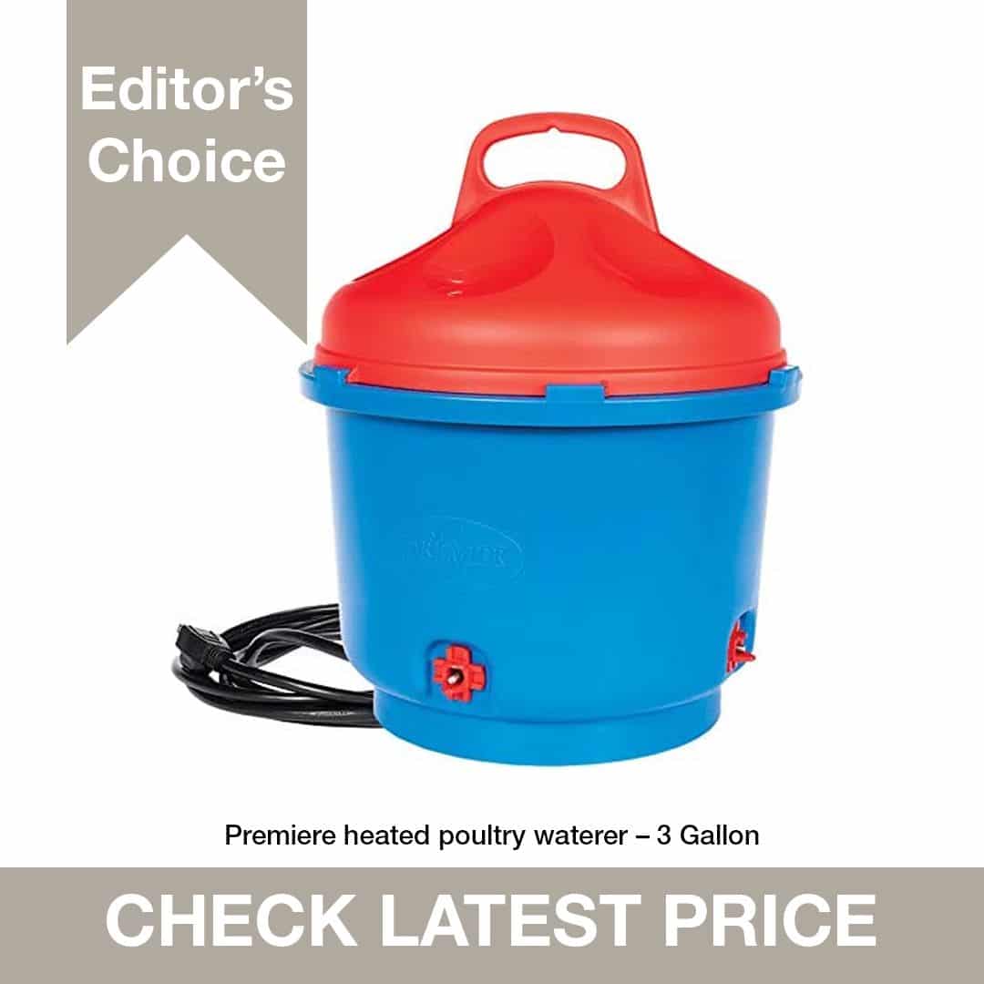 Best Heated Chicken Waterer in 2021 (Reviews and Comparison) Fresh