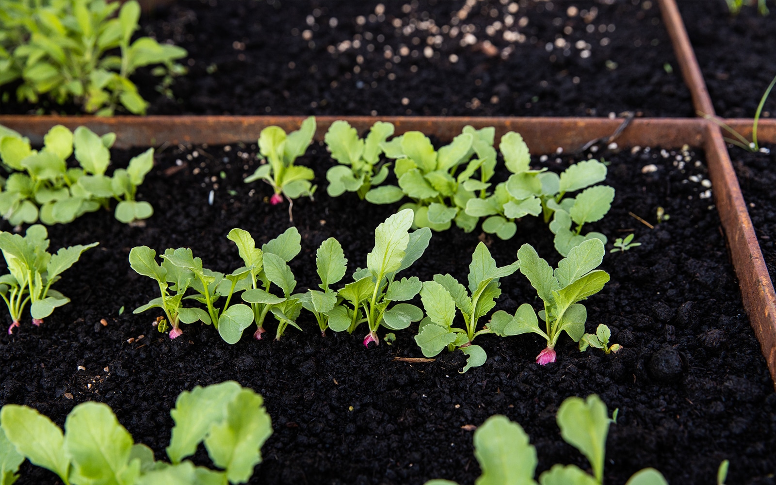 How to fill Your Raised Beds and What til Fill them with. More on The Fresh Exchane
