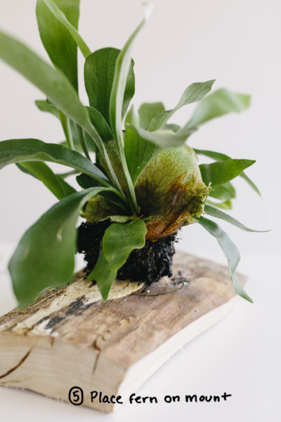 How To Mount a Staghorn Fern on a Board - Easy DIY - Fresh Exchange