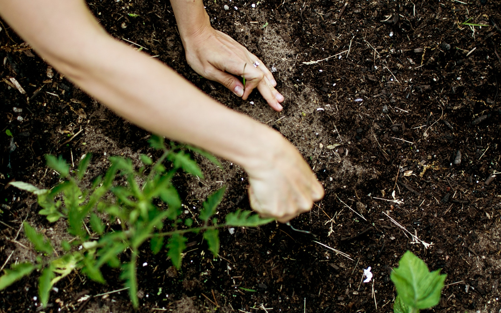 Garden soil for beginners.