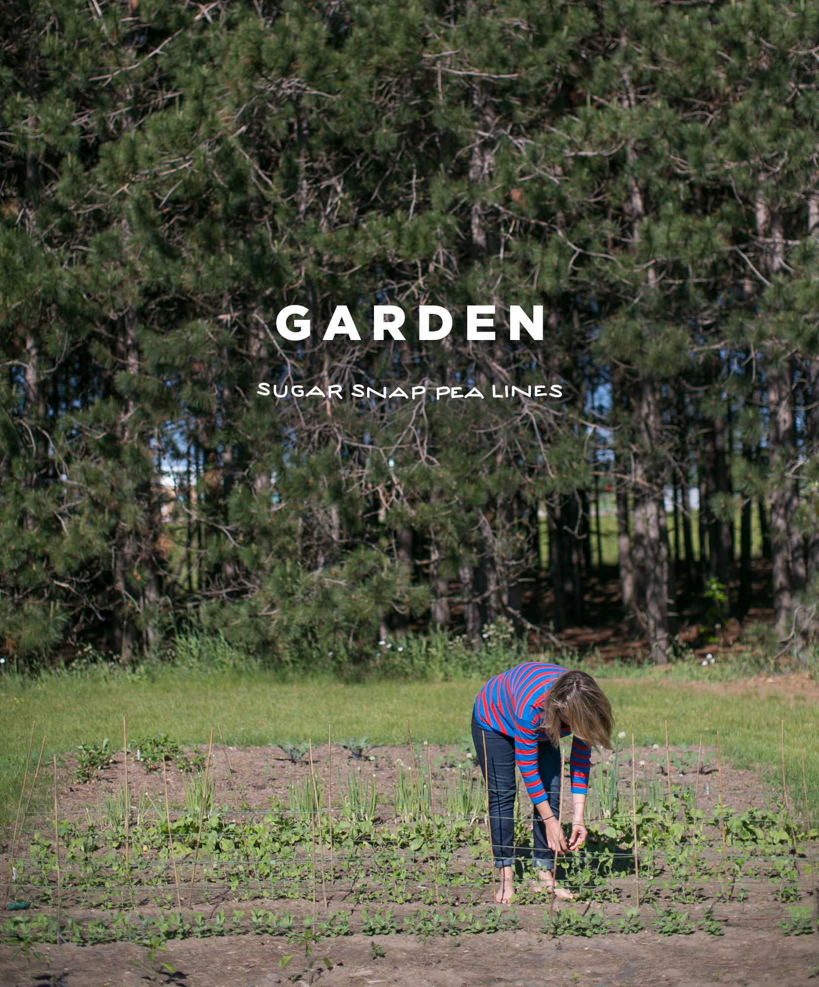 Garden: Sugar Snap Peas | The Fresh Exchange