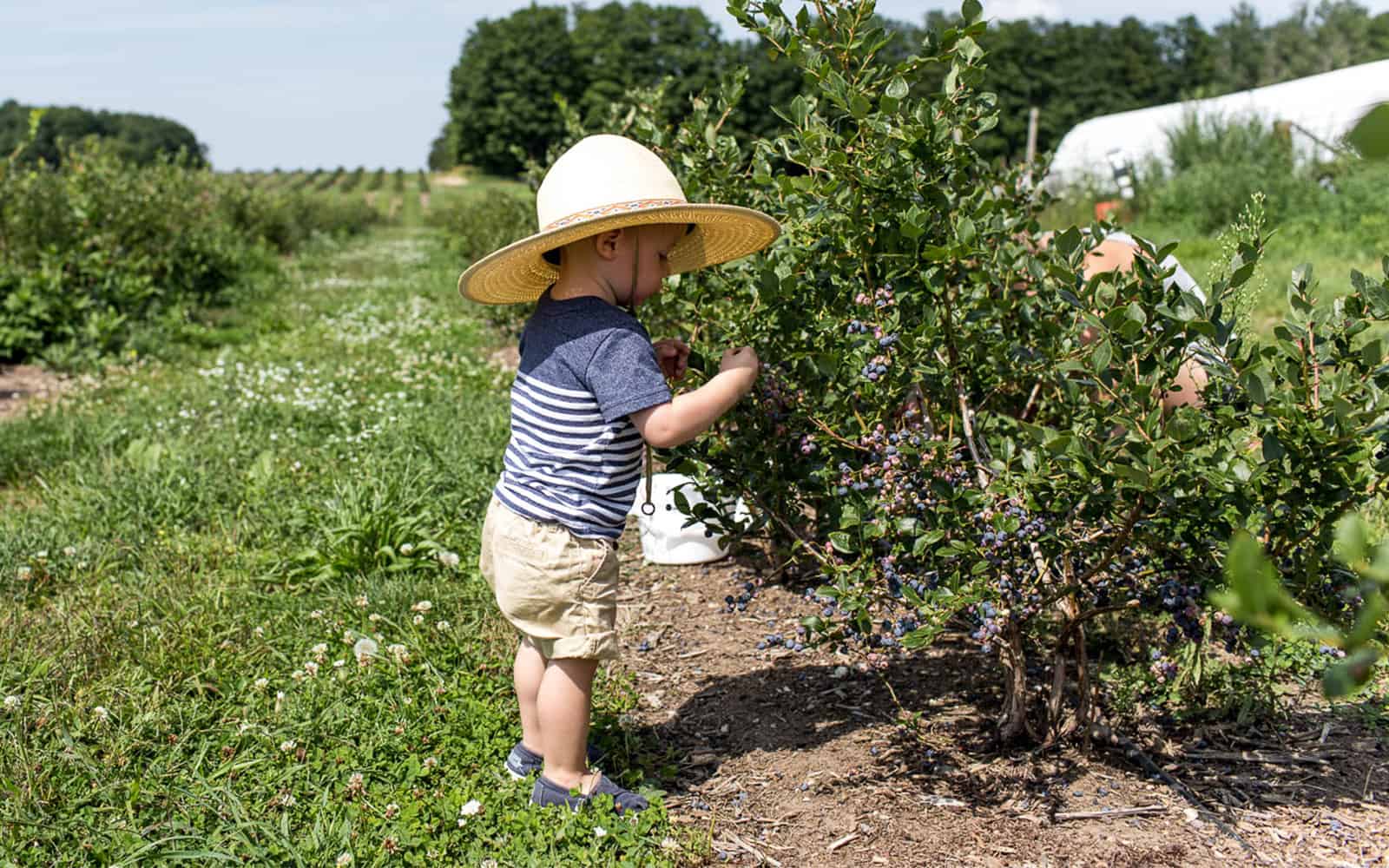 Why And How to Grow A Garden with your Kids This Summer.
