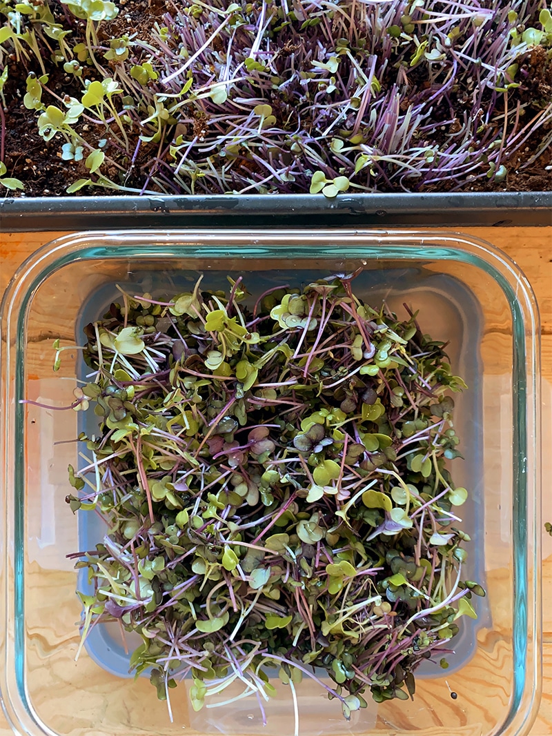 How to Grow Microgreens At Home - Beginner’s Guide - Fresh Exchange