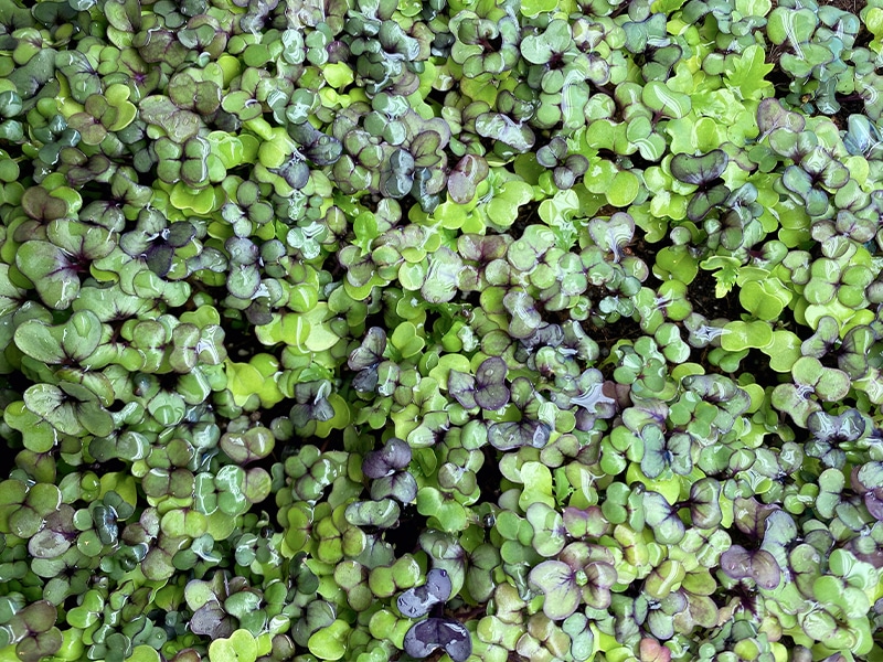 How to Grow Microgreens At Home - Beginner’s Guide