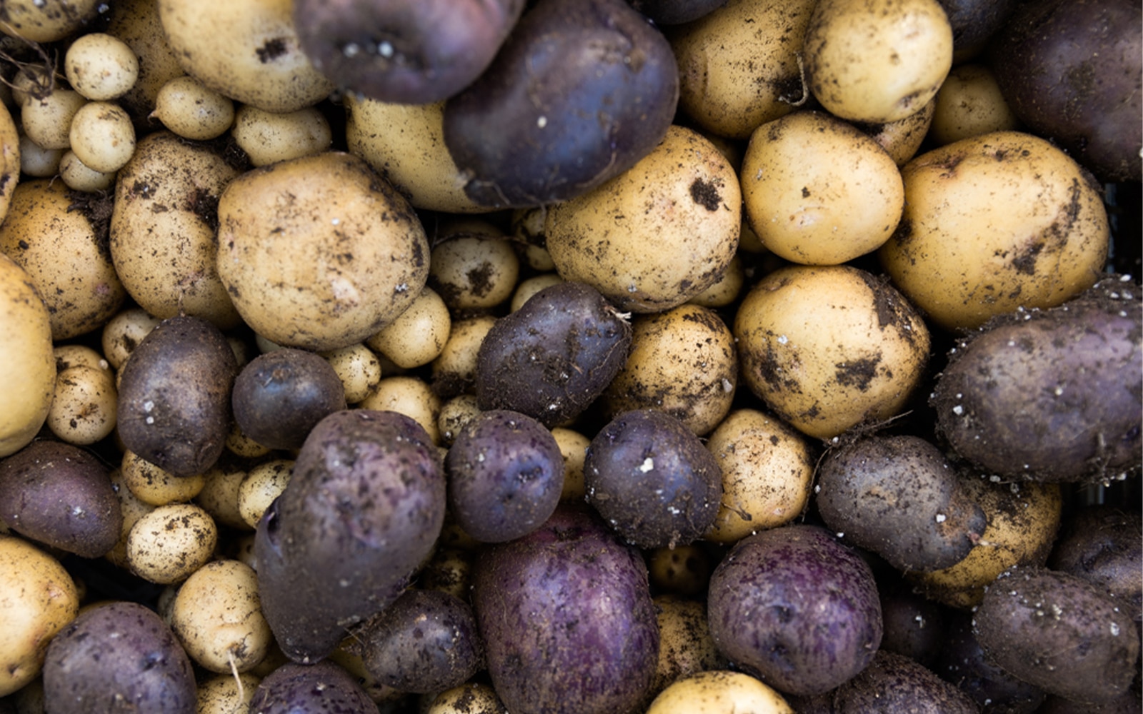 How and When to Harvest Potatoes as a Beginner