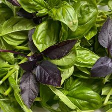 How to Dry Basil Using An Oven or Dehydrator