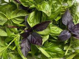 How to Dry Basil Using An Oven or Dehydrator