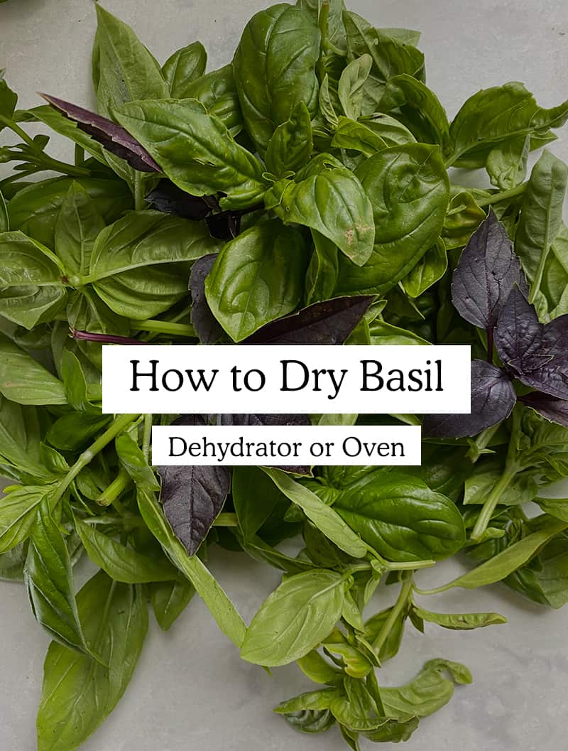 Can You Dry Basil in the Oven: Quick & Easy Method