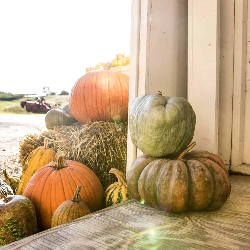 Collected Pumpkins of all colors in a farm stand with a sun ray