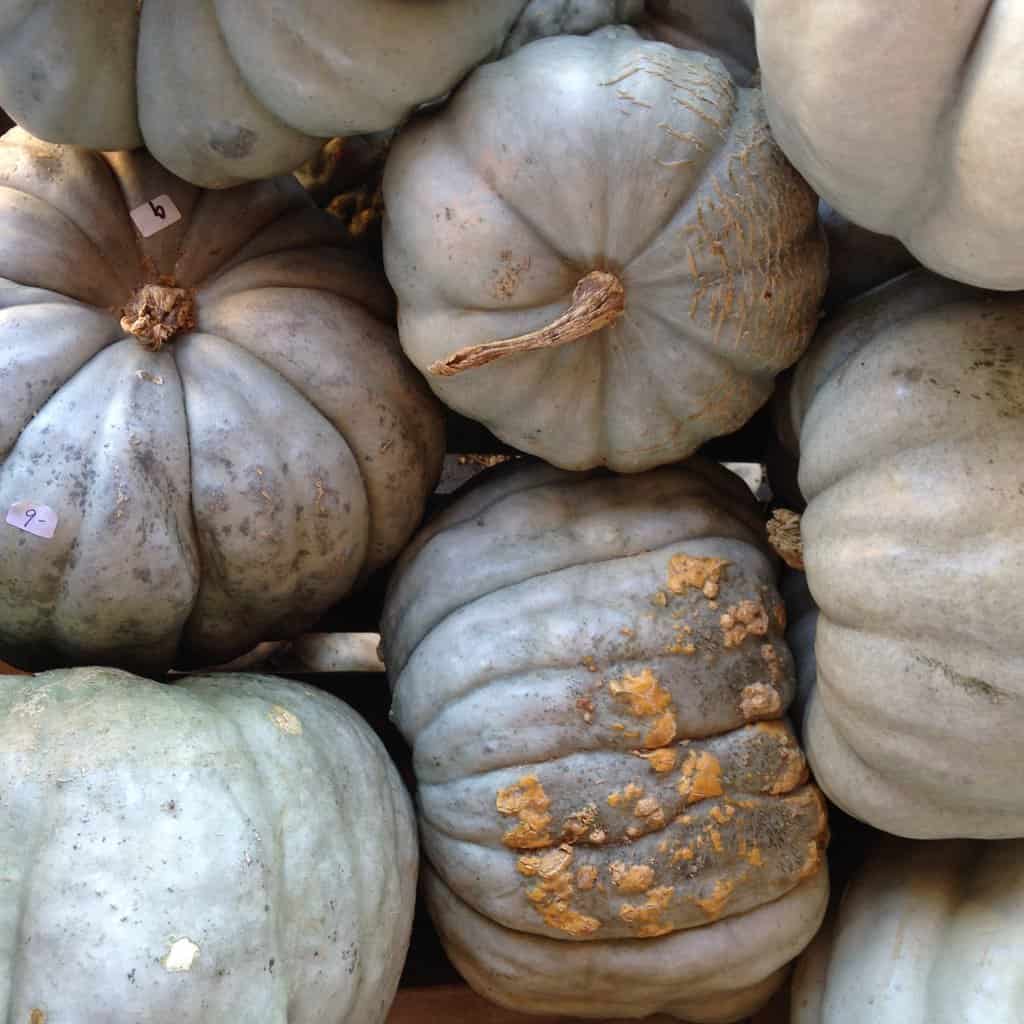 Blue colored pumpkins all gathered together