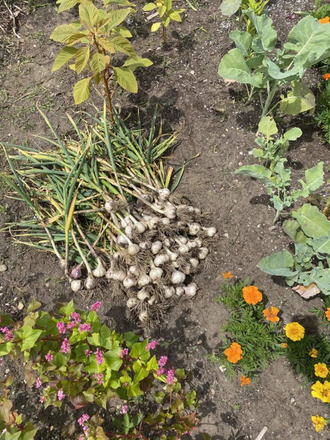 growing garlic