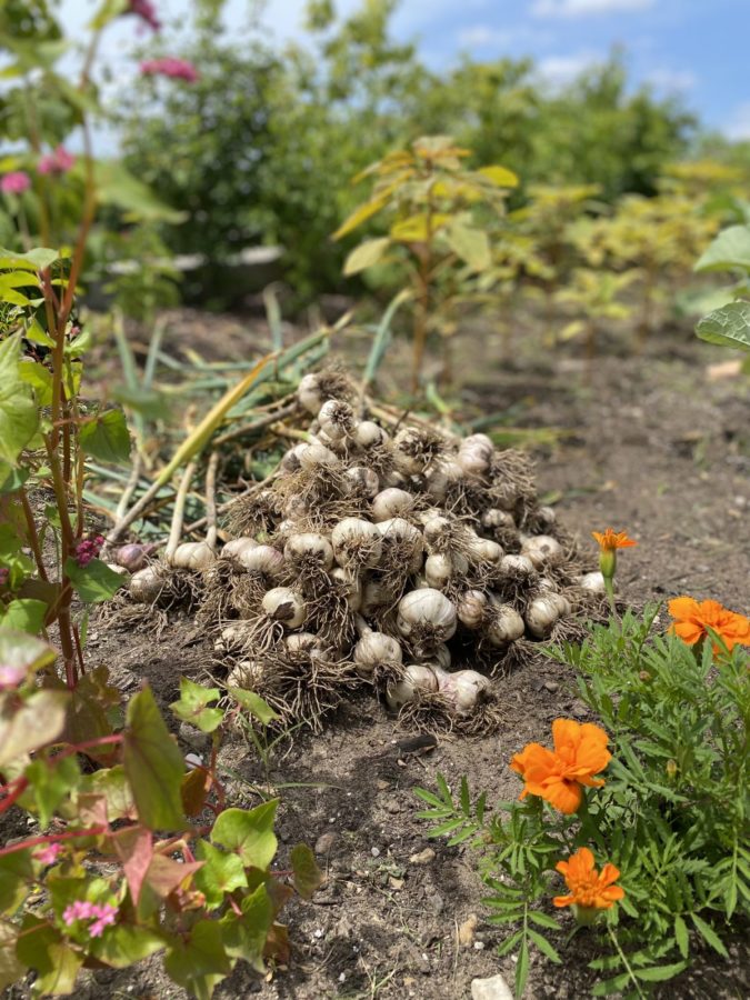 newly harvest garlic