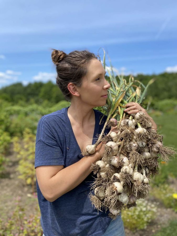 harvesting garlic