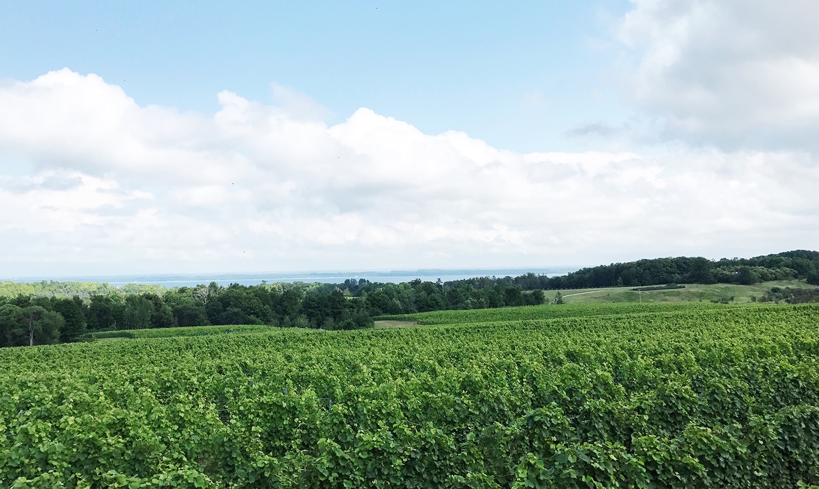 The Best Traverse City Wineries and Vineyard To Visit