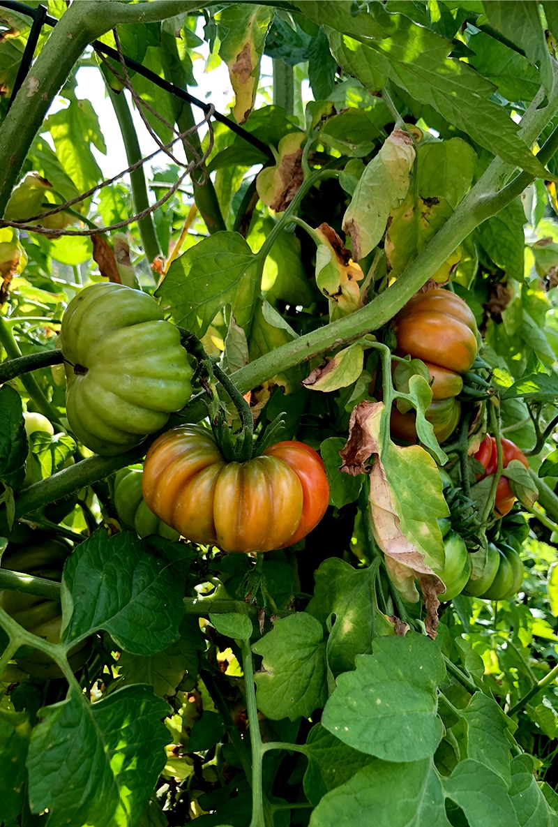 How To Prune Tomato Plants Everything You Need To Know