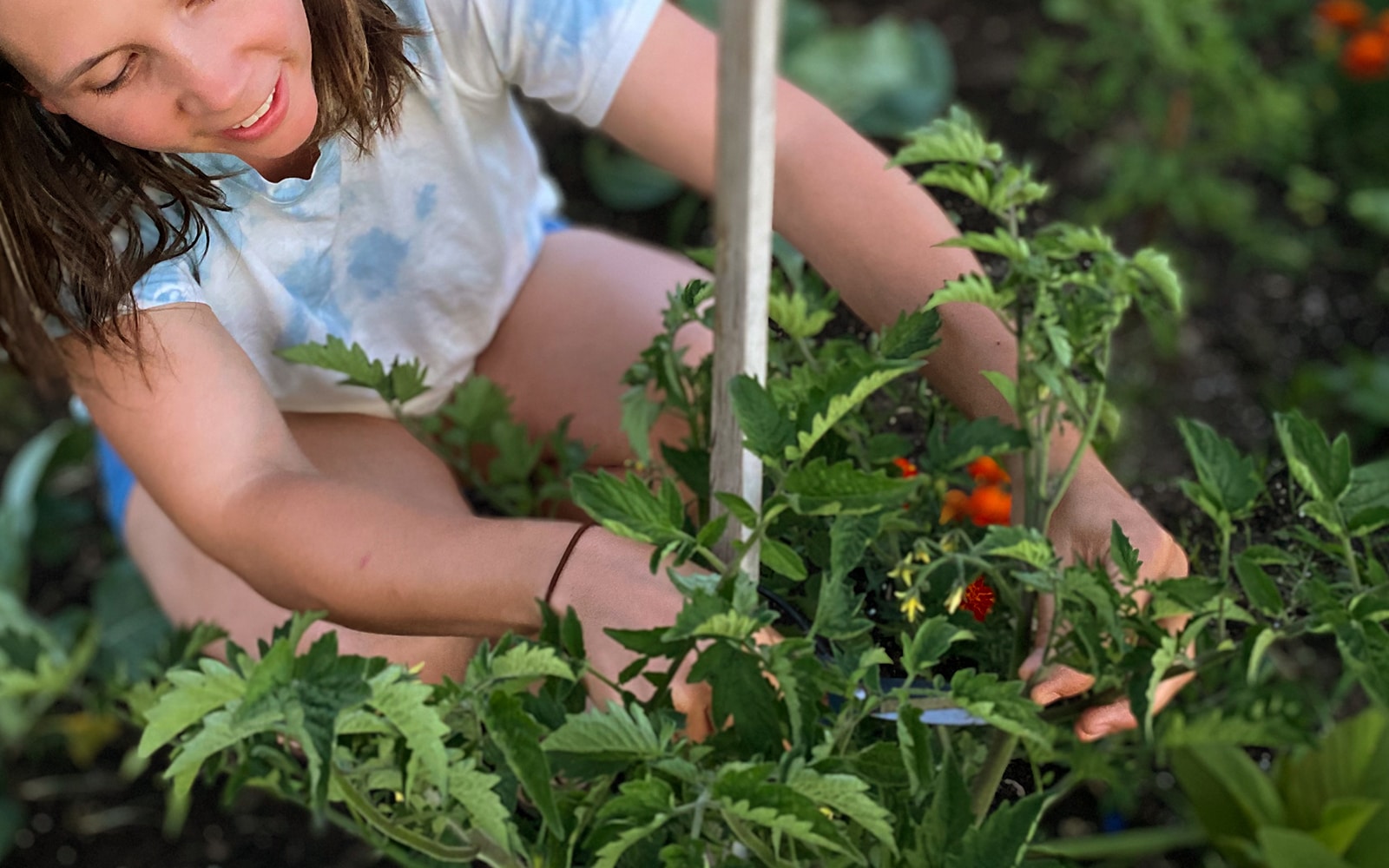 How To Prune Tomato Plants - Everything You Need To Know