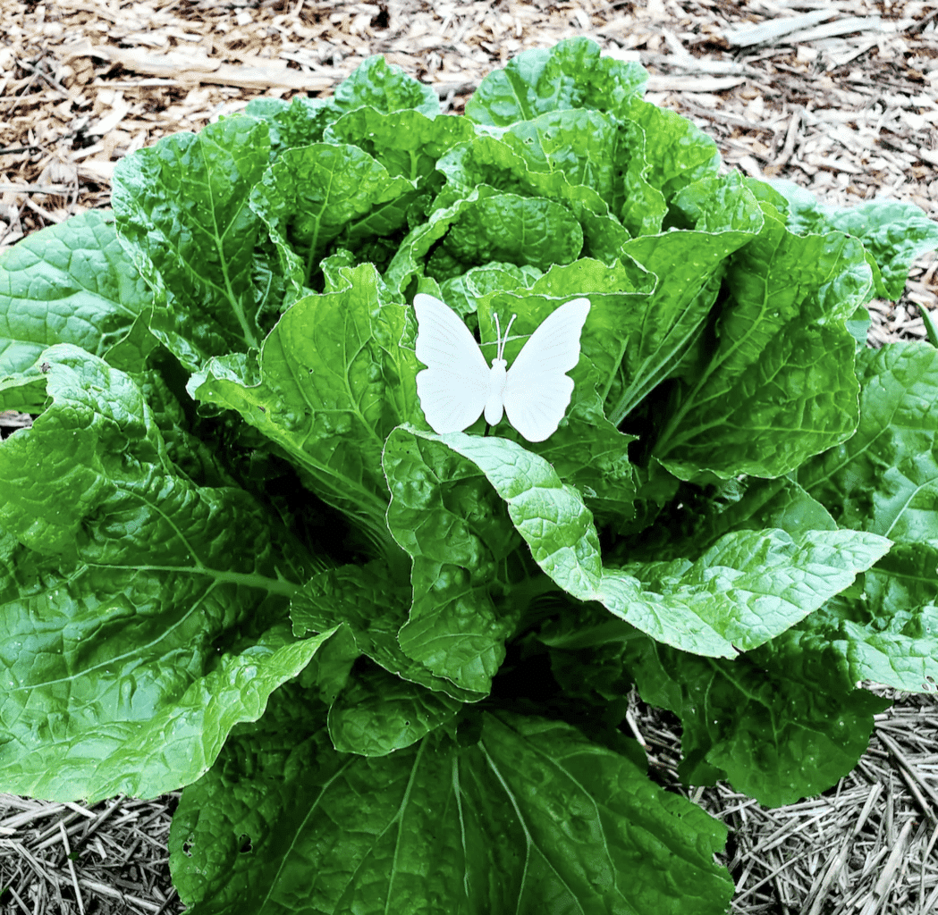 decoy cabbage moth