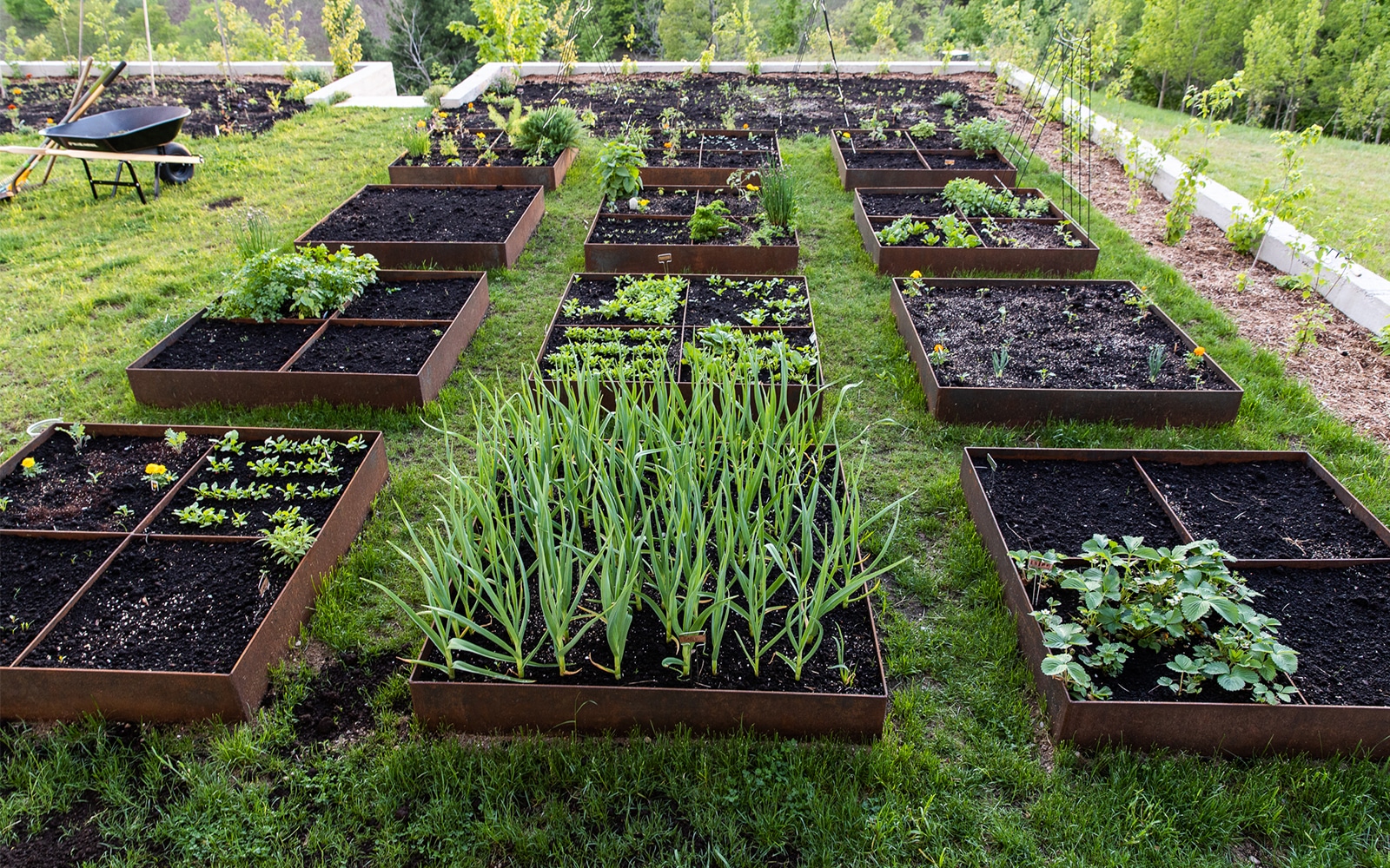 Steel Garden Raised Beds - Everything You need to know.