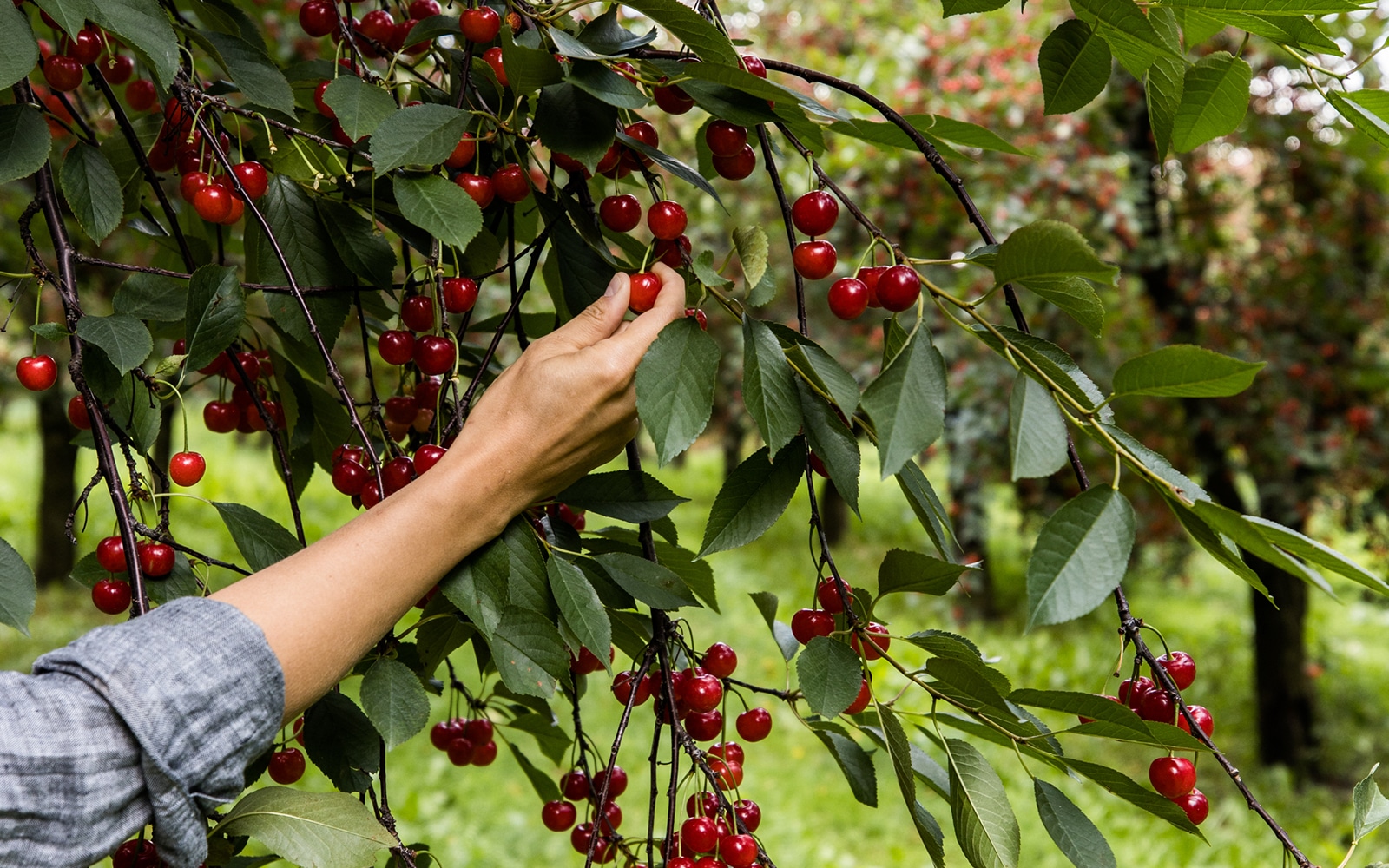 Touring a Tart Cherry Orchard in Northern Michigan with Montmorency Tart Cherries.