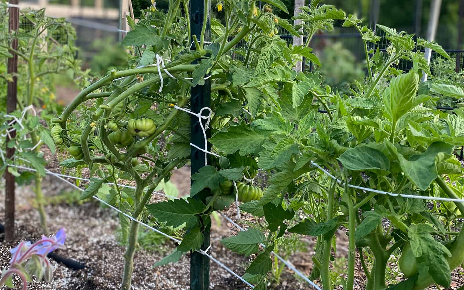 Alternatives to Tomato Cages