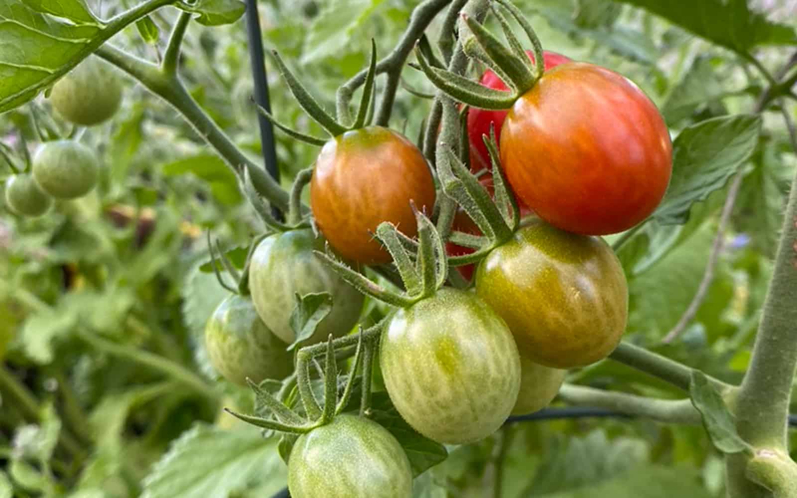 8 Best Tomato Companion Plants - To Ward Off Pests