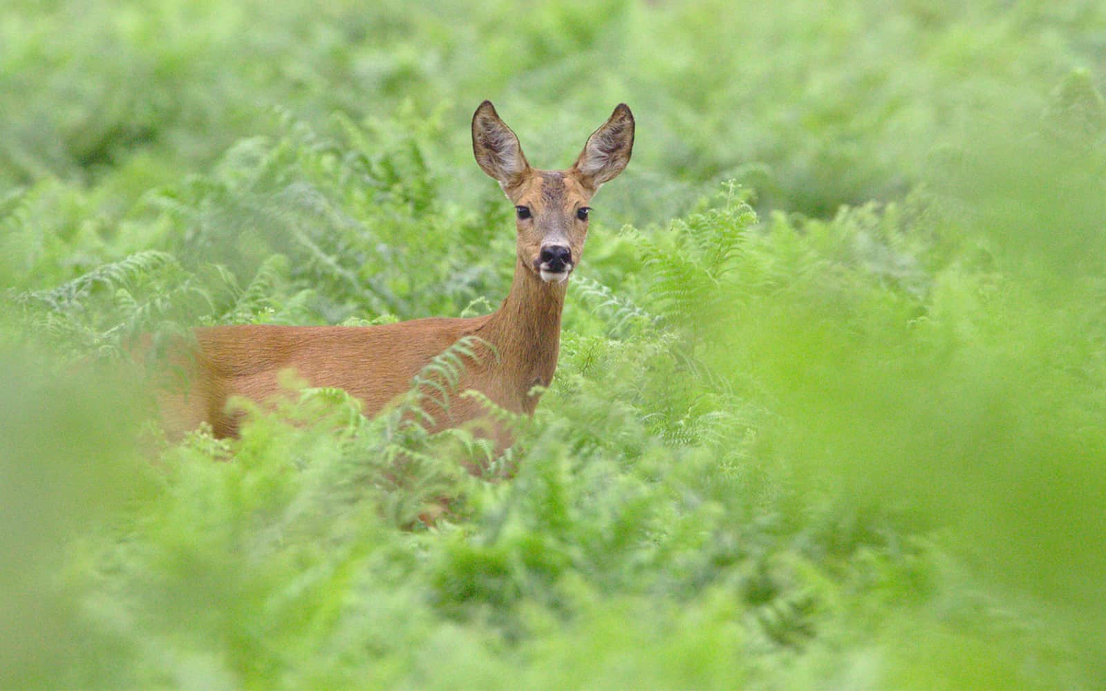 The Top Ways to Keep Deer Out of The Garden