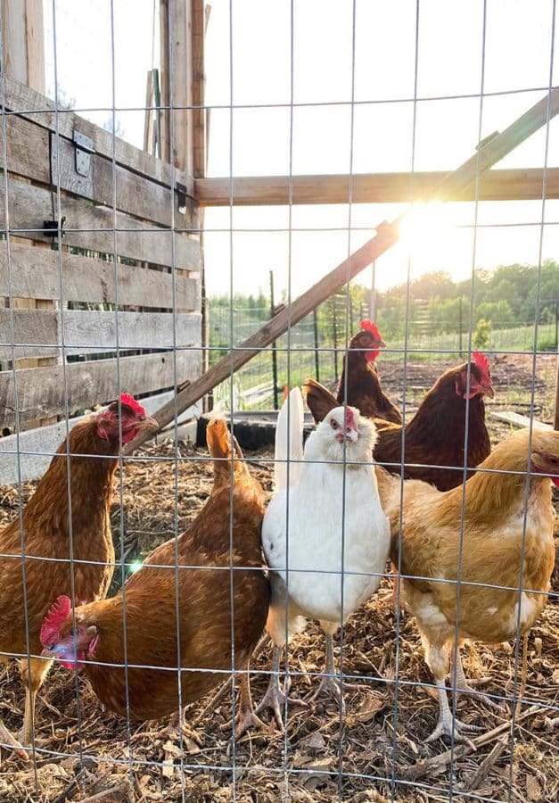 The Best Things to Feed Chickens Ultimate Guide