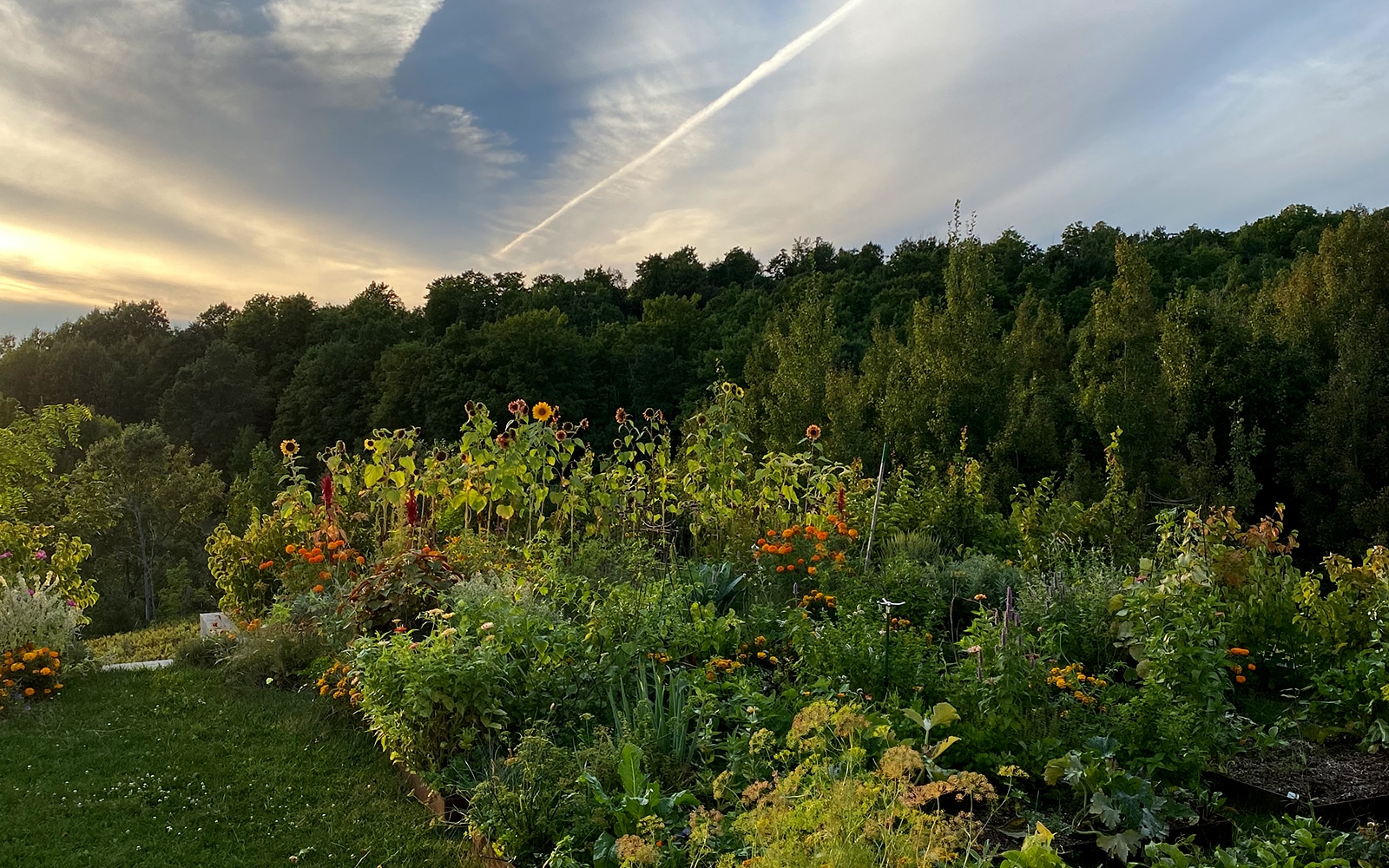 What to Plant in September ---- September Garden