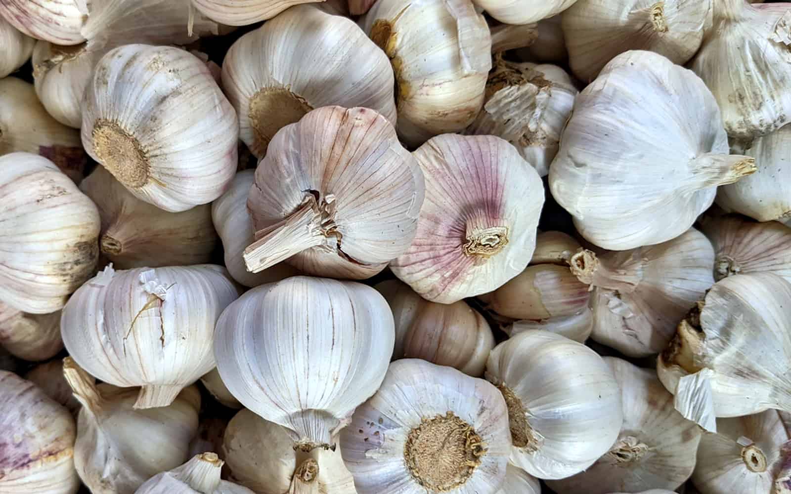 How to Know When to Harvest Garlic from your Garden