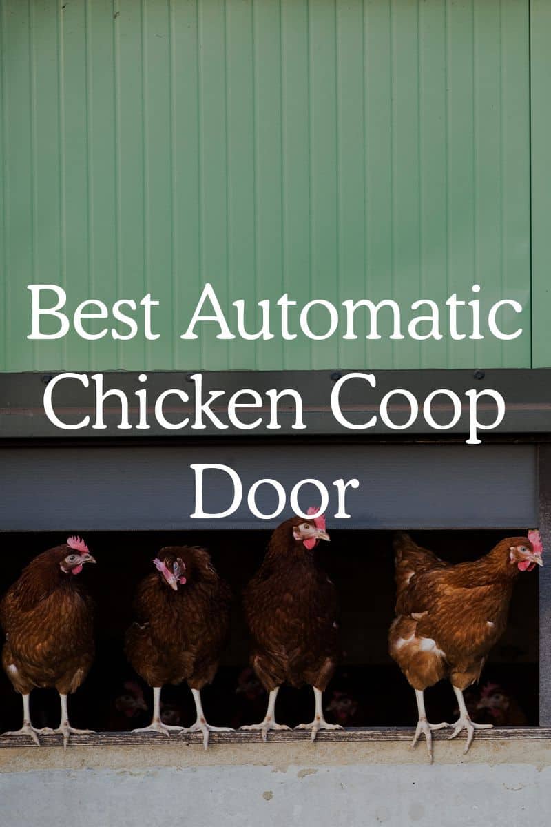 best automatic chicken coop door