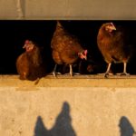 Best Automatic Chicken Coop Door in 2022 (Reviews and Comparison)