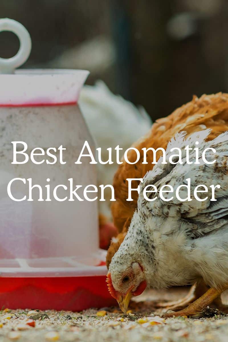 best automatic chicken feeder