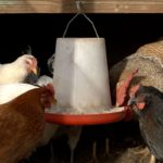 Best Automatic Chicken Feeders in 2022 (Reviews and Comparison)