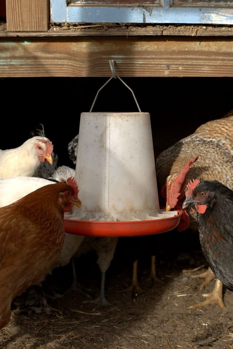automatic chicken feeder