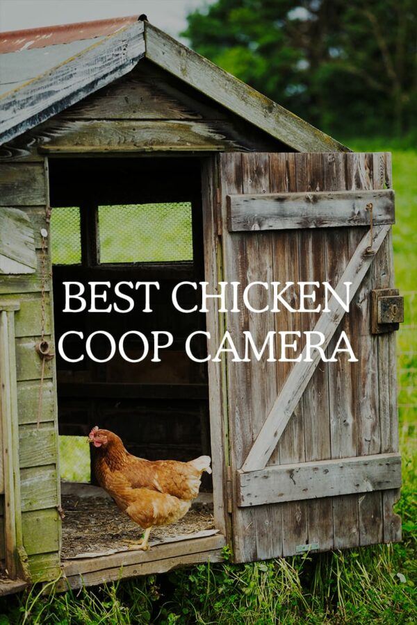 best chicken coop camera Cover