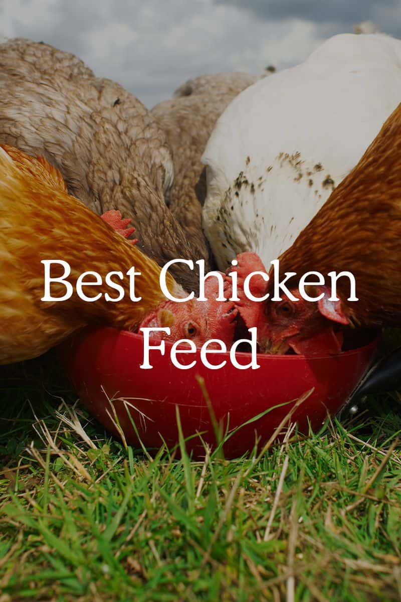 best chicken feed 