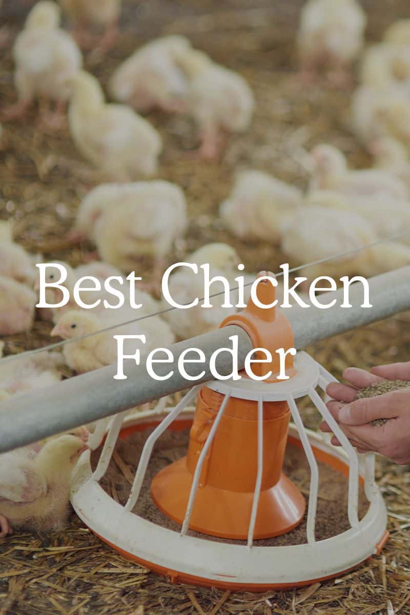 best chicken feeder