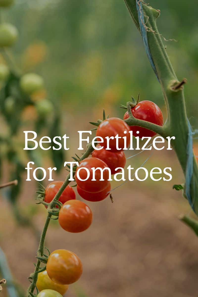 top best fertilizer for tomatoes