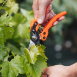 Best Pruning Shears in 2022 (Reviews and Comparison)
