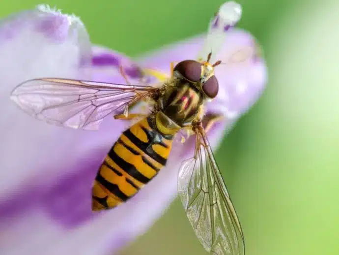 purple flower with hoverfly