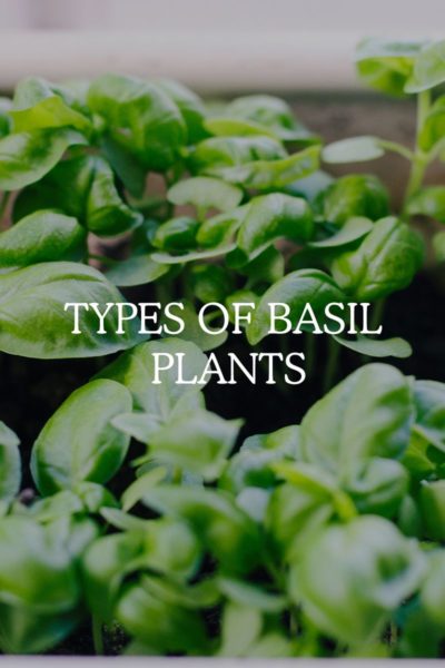 10 Types Of Basil Plants (Guide To Different Variations) - Fresh Exchange