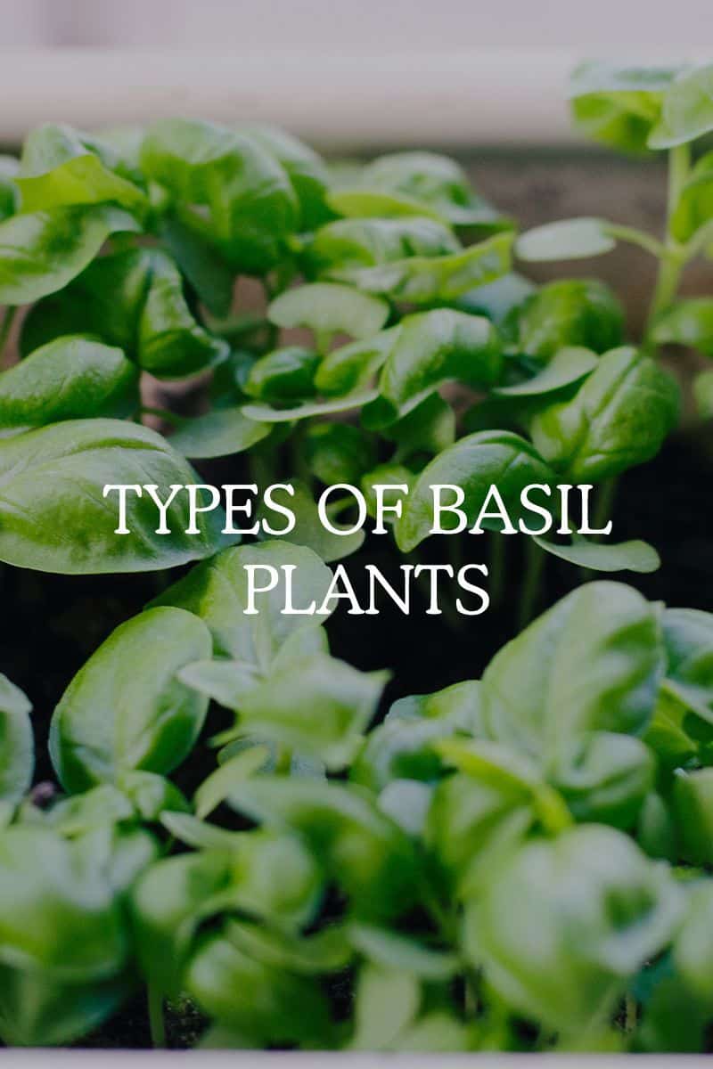 10 Types of Basil Plants Guide to Different Variations Fresh